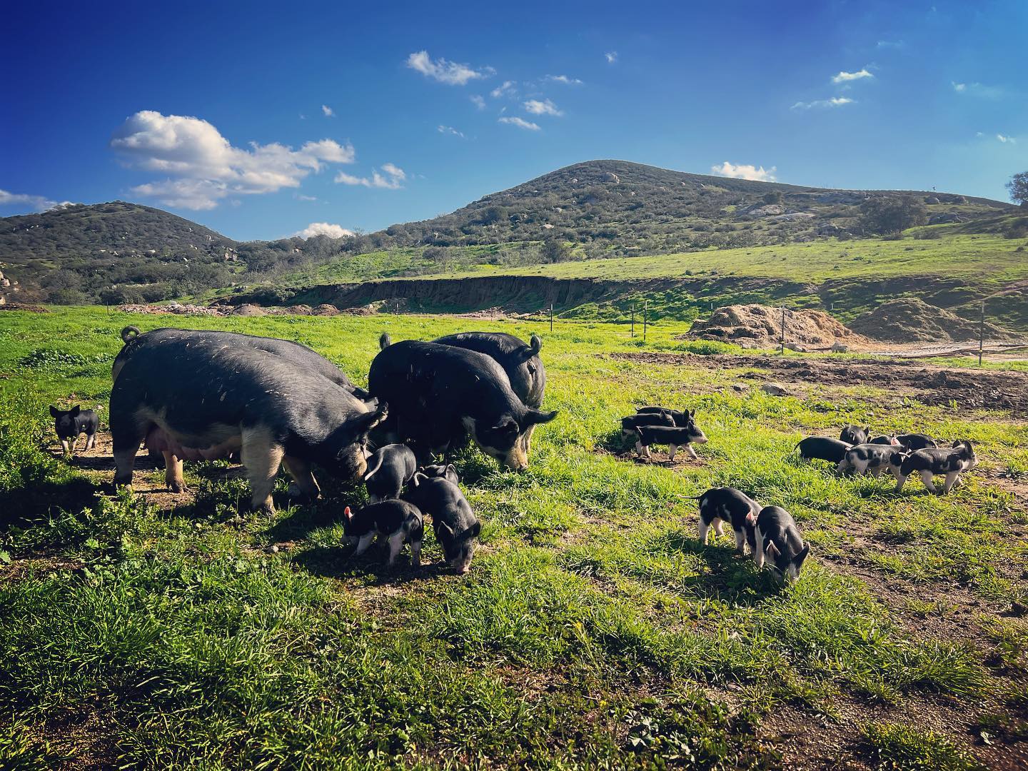 San Diego cattle, pig, and chicken ranch Thompson Heritage Ranch located in Ramona